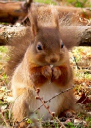 Red Squirrel (c) Ron Bury, Wildlife Surveys in the Scottish Highlands