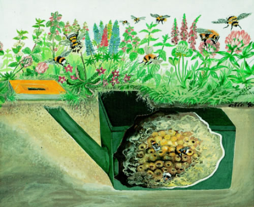 Woodcrete Underground Bumblebee Box