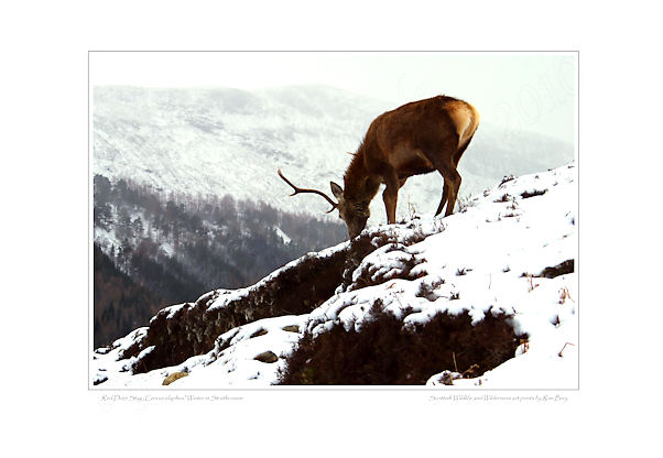 Red Deer Stag in Winter
