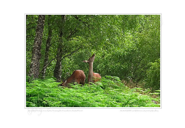 Red Deer Hinds browsing birch woodlands in summer