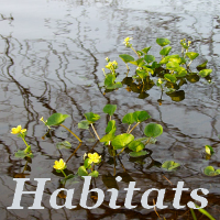 Habitat Management