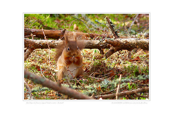 Red Squirrel in Scatwell Forest