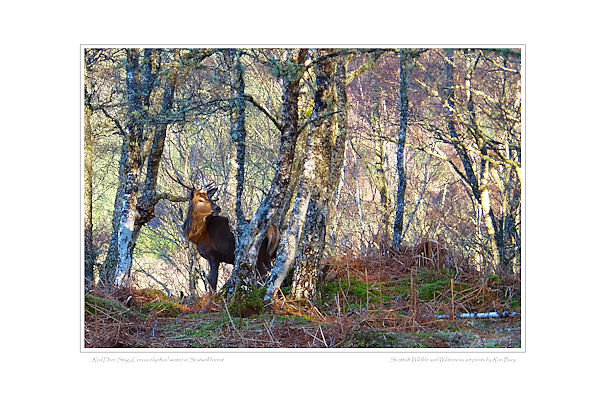 Red Deer Stag in Birch Woodland