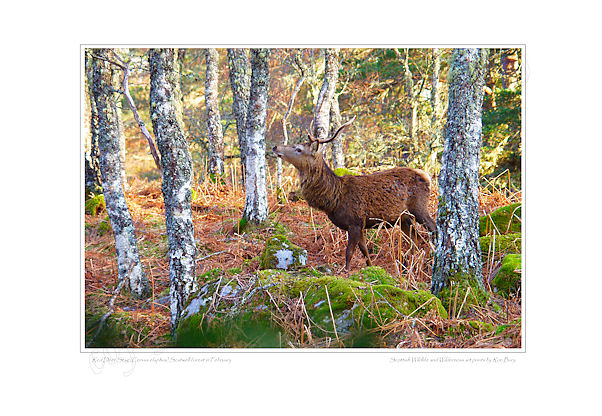 Red Deer Stag scenting the air