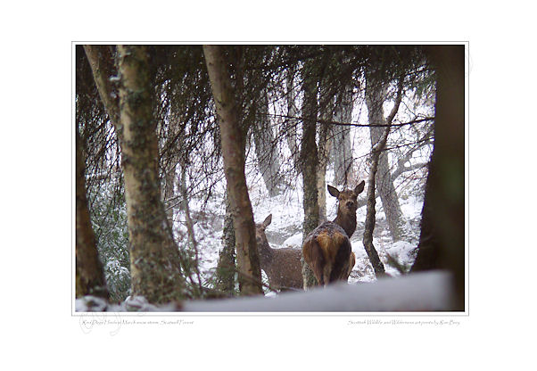 Red Deer Hinds in snow
