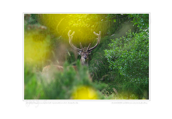 Red Deer Stag with antlers in velvet