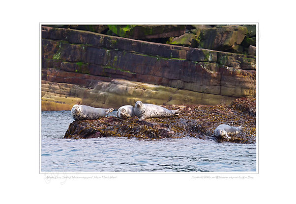 Grey Seals on Handa Island
