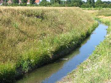 Wildflower meadow turf used to stabilise and enhance biodiversity on a river bank